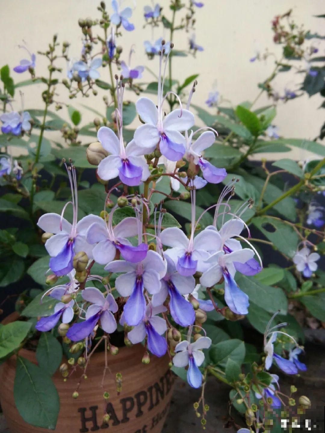 2021流行的花，仙女气质真漂亮，看完就想养