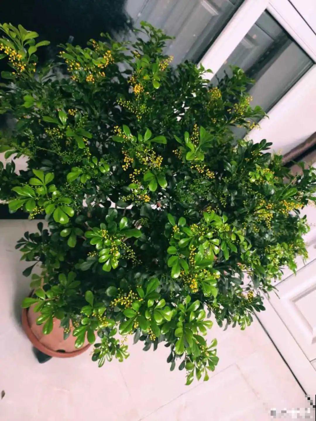 家里养盆香水花,满屋子飘香,还能净化空气 家里养盆香水花,满屋子飘香,还能净化空气