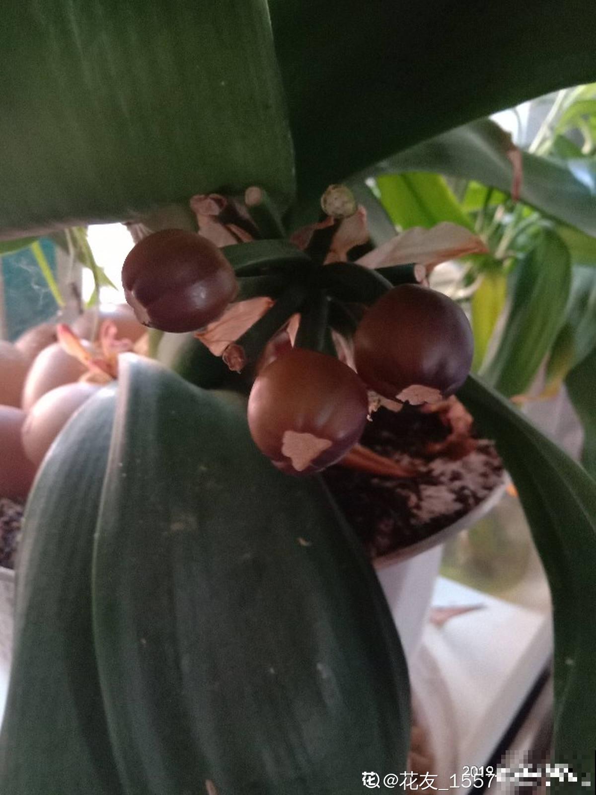 春天正是播种季,君子兰枝头结红果,种土里长出小嫩苗! 春天正是播种季,君子兰枝头结红果,种土里长出小嫩苗!