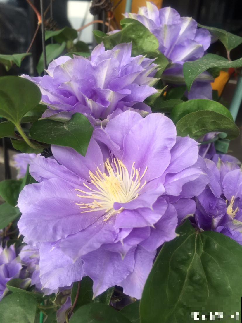 女士们都爱养的花，开花美艳动人，家里变成小花海