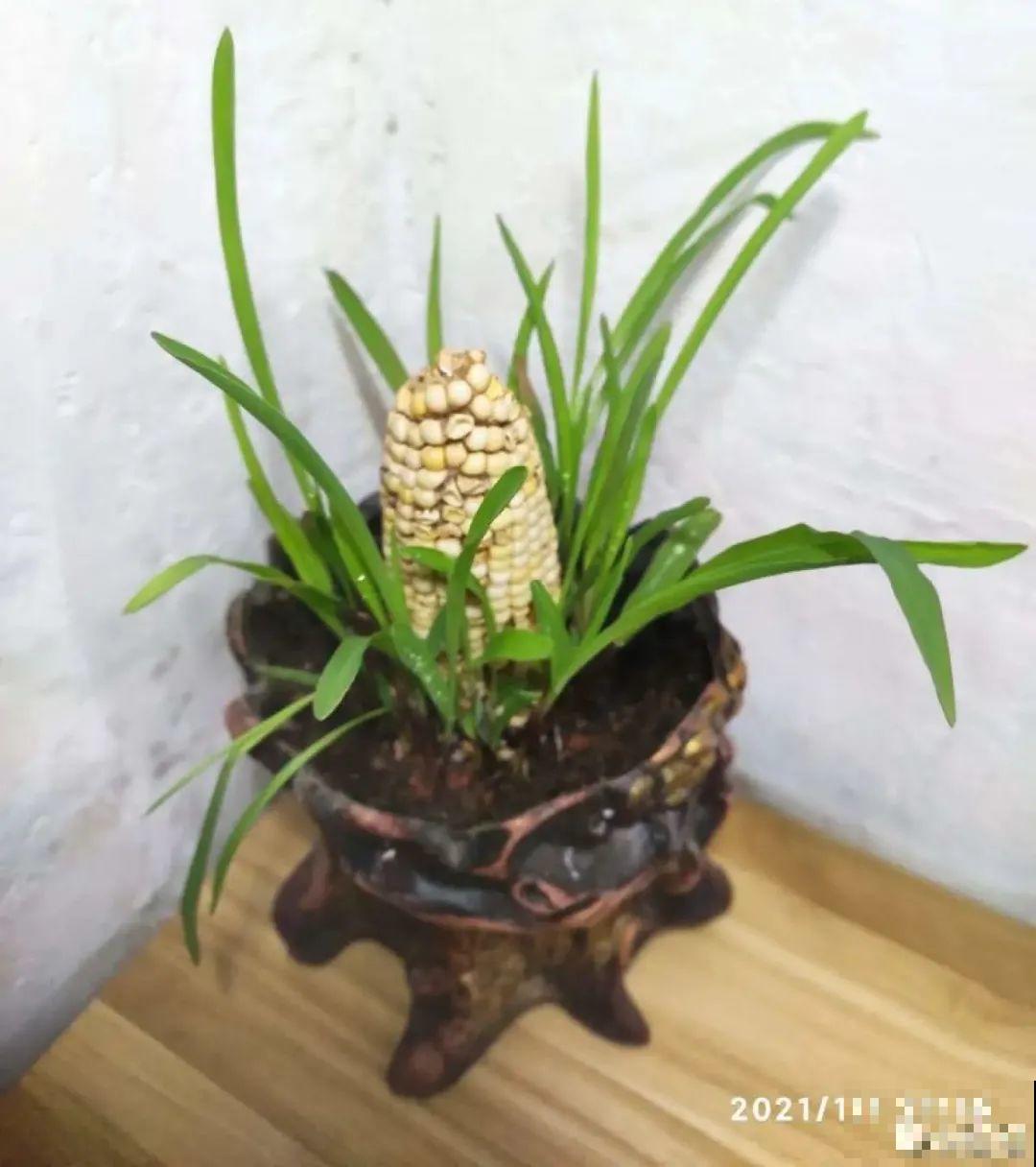 玉米棒子插水里，比绿植长得快，长成清新小盆栽