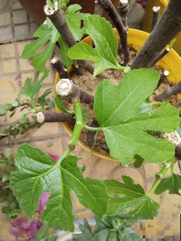 路边捡的无花果枝条，插土里很快生根，一年时间就能结果