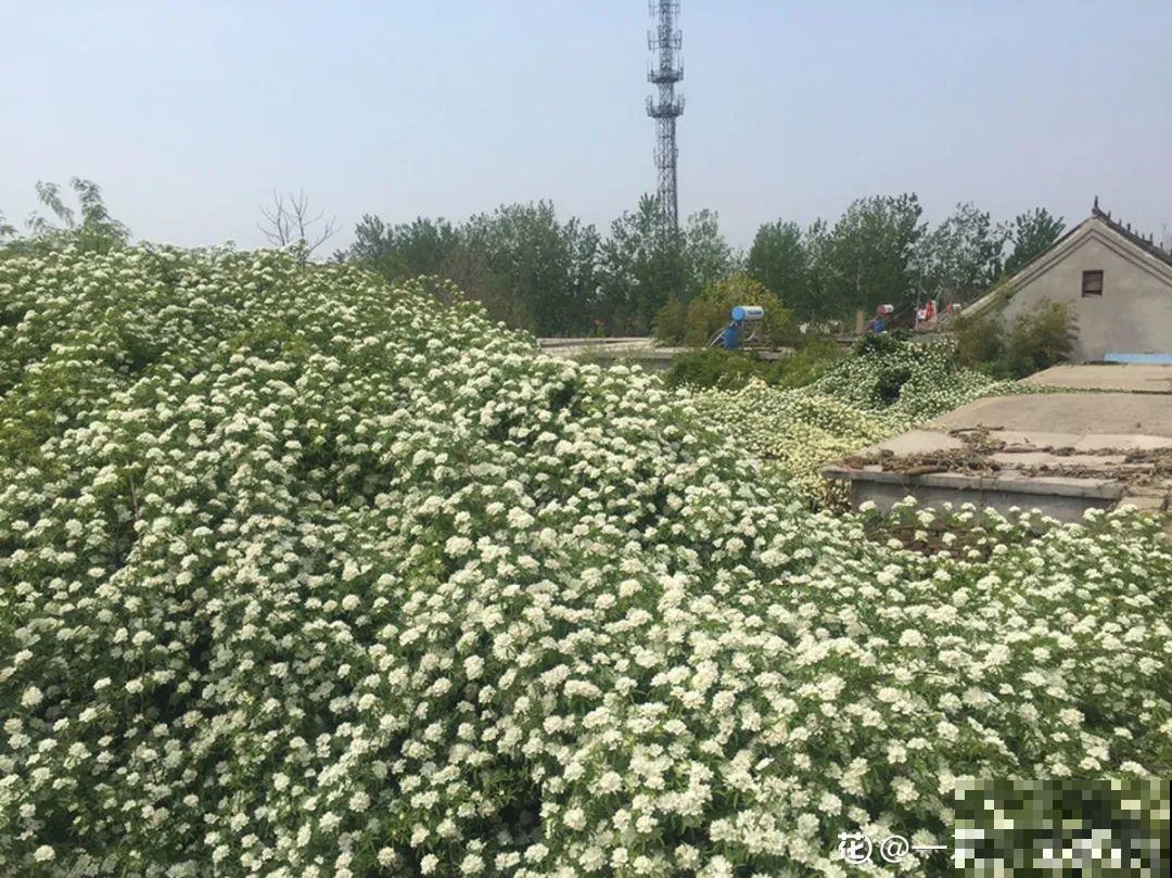 30米高三角梅，千年的紫藤树···5种花越老越值钱