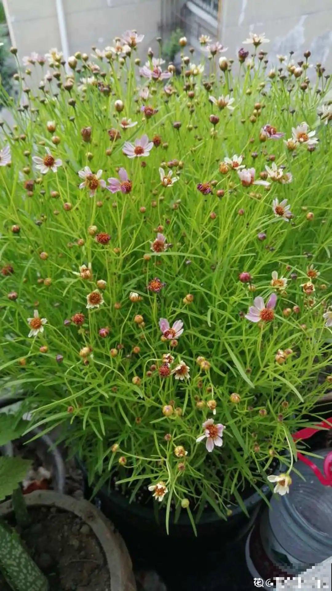 夏天里超能开的花，爆花上百朵，开完剪一刀，很快又爆花