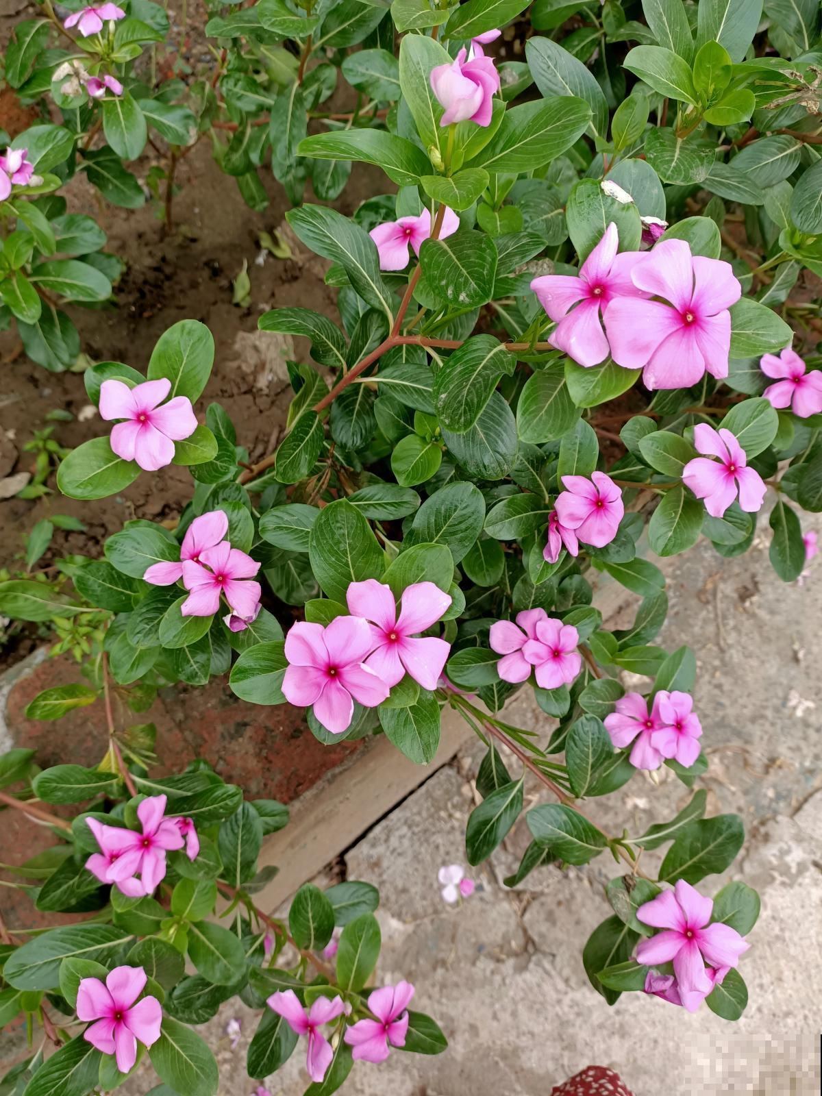 夹竹桃有毒,为啥还种在路边,原来好处多不是一般的多 夹竹桃有毒,为啥还种在路边,原来好处多不是一般的多