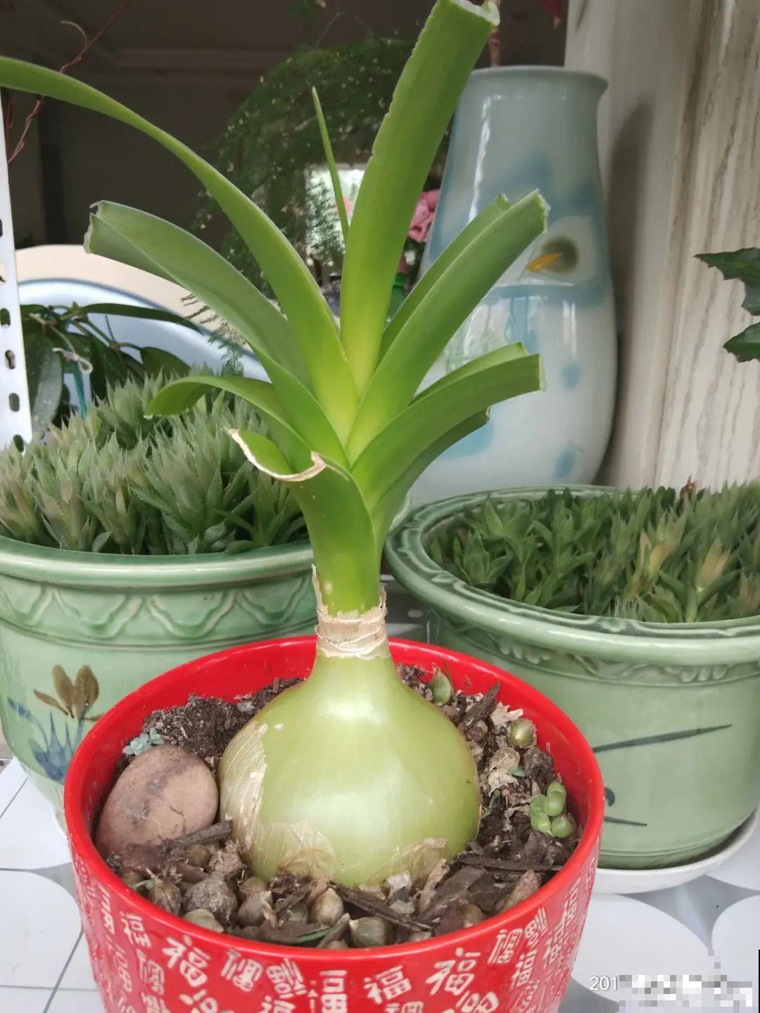 植物长了个大肚子，超级耐旱，一个月不浇水也死不了