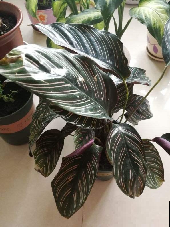 4种花天生“毛病多”,脾气大难伺候,养好几年才能养好! 4种花天生“毛病多”,脾气大难伺候,养好几年才能养好!