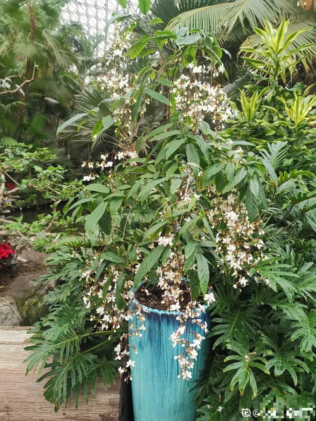 灵动仙气的垂丝茉莉,颜值超高,开花秀美多姿 灵动仙气的垂丝茉莉,颜值超高,开花秀美多姿