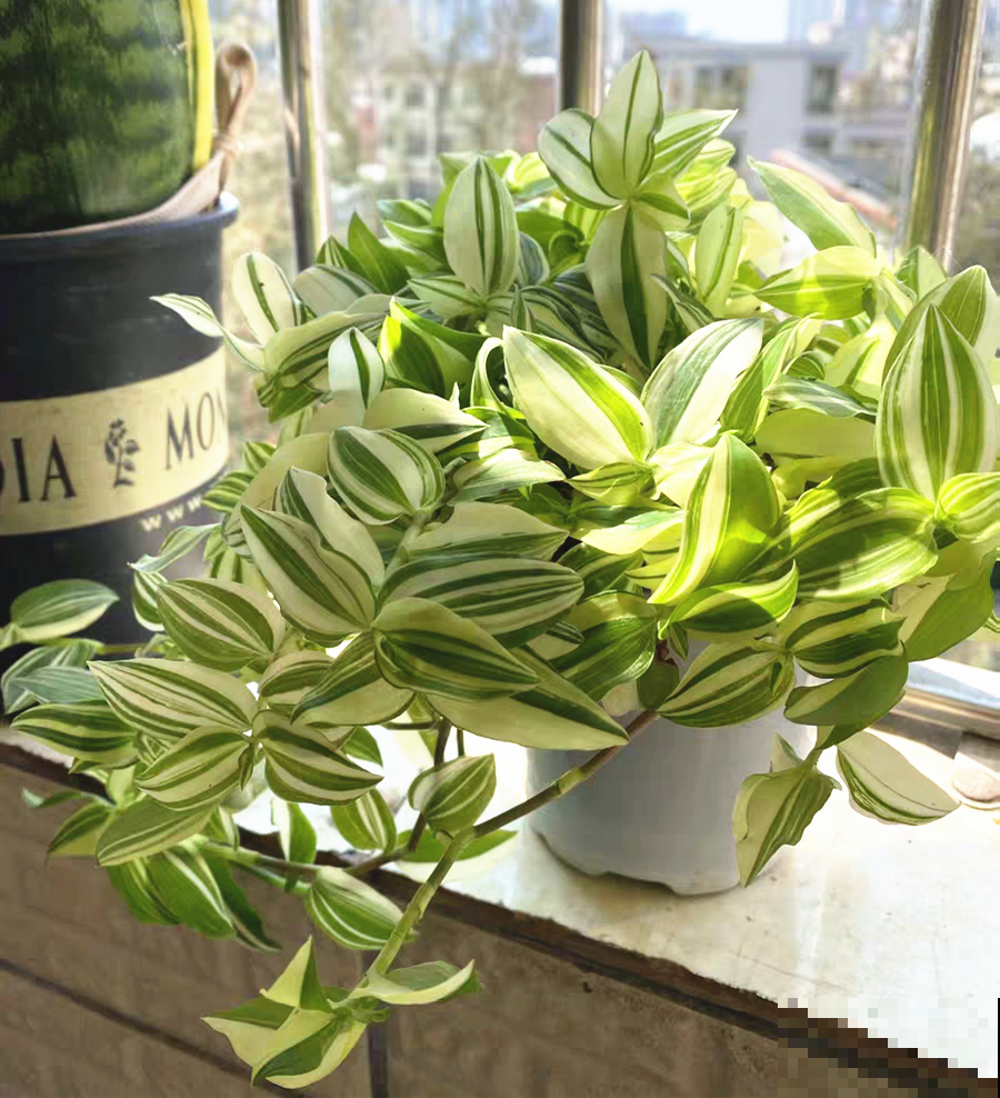 28种耐阴花，没光也能开爆盆，养在家里超有范儿