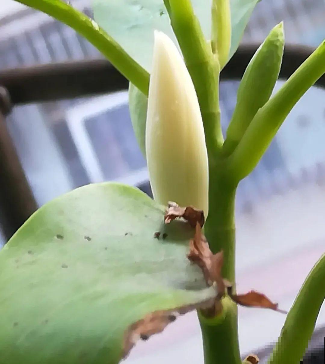 家里养盆香水花,满屋子飘香,还能净化空气 家里养盆香水花,满屋子飘香,还能净化空气