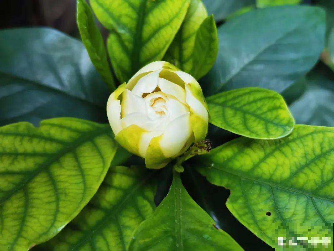 花市里买花,巧认识“激素苗”,买花不上当 花市里买花,巧认识“激素苗”,买花不上当