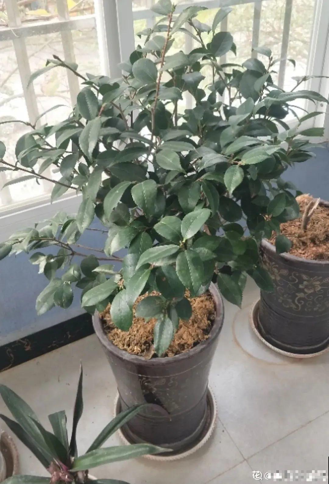 米兰花喜欢喝醋，一个月来一勺，花苞嘟噜噜冒