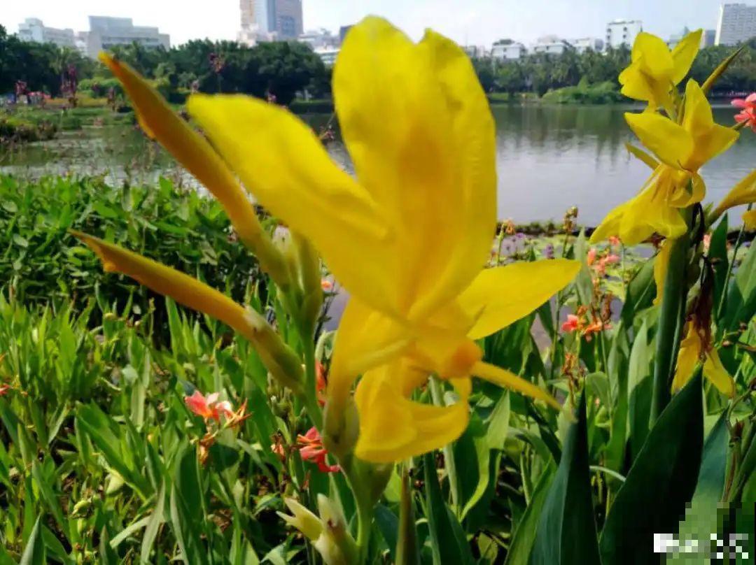 10种花夏天喝水多,多浇水,很快爆满一大缸 10种花夏天喝水多,多浇水,很快爆满一大缸