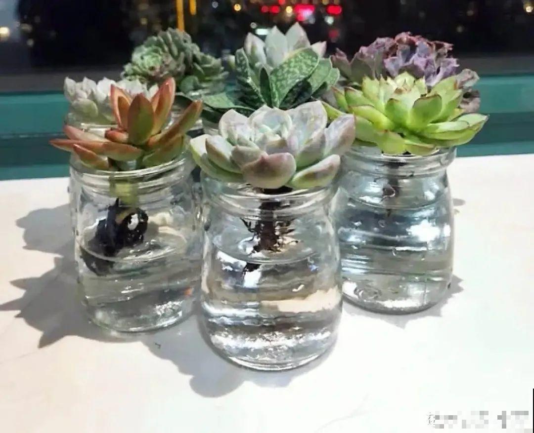 半死不活的花,扔水里,突然长疯了 半死不活的花,扔水里,突然长疯了