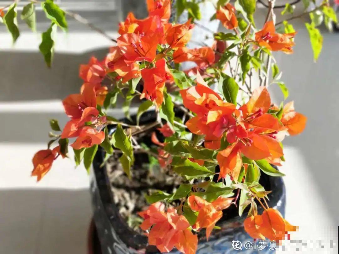 春天肥料要用对，根据植株种类施，效果更好