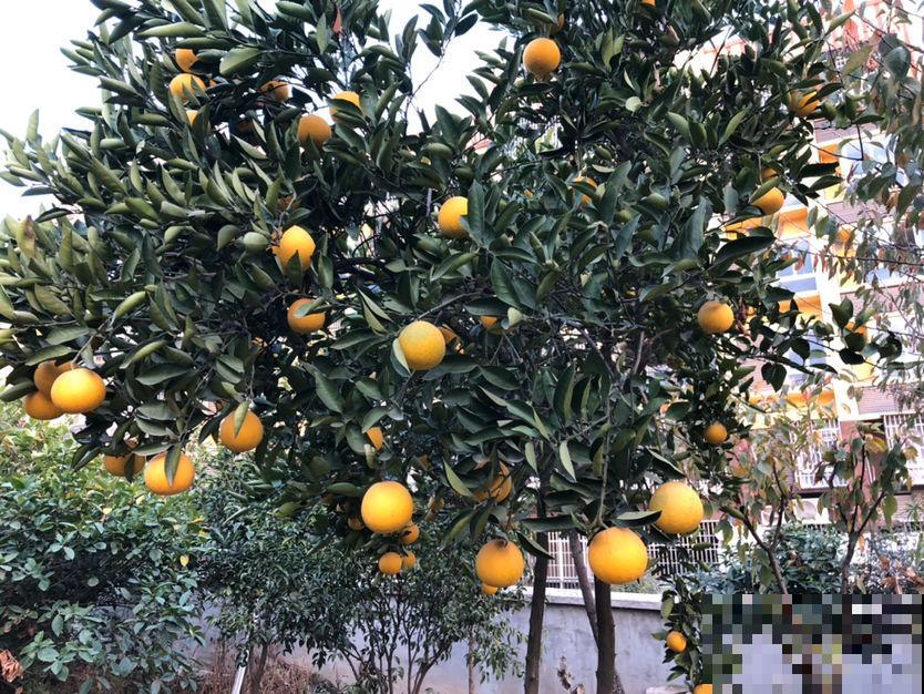 橘子全身都是宝，不光味道好，用来养花效果超棒