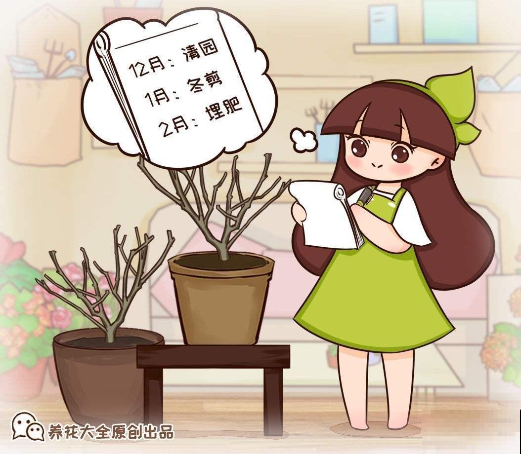 养月季的一些常见问题，现在教你怎么治，让花重新长旺！