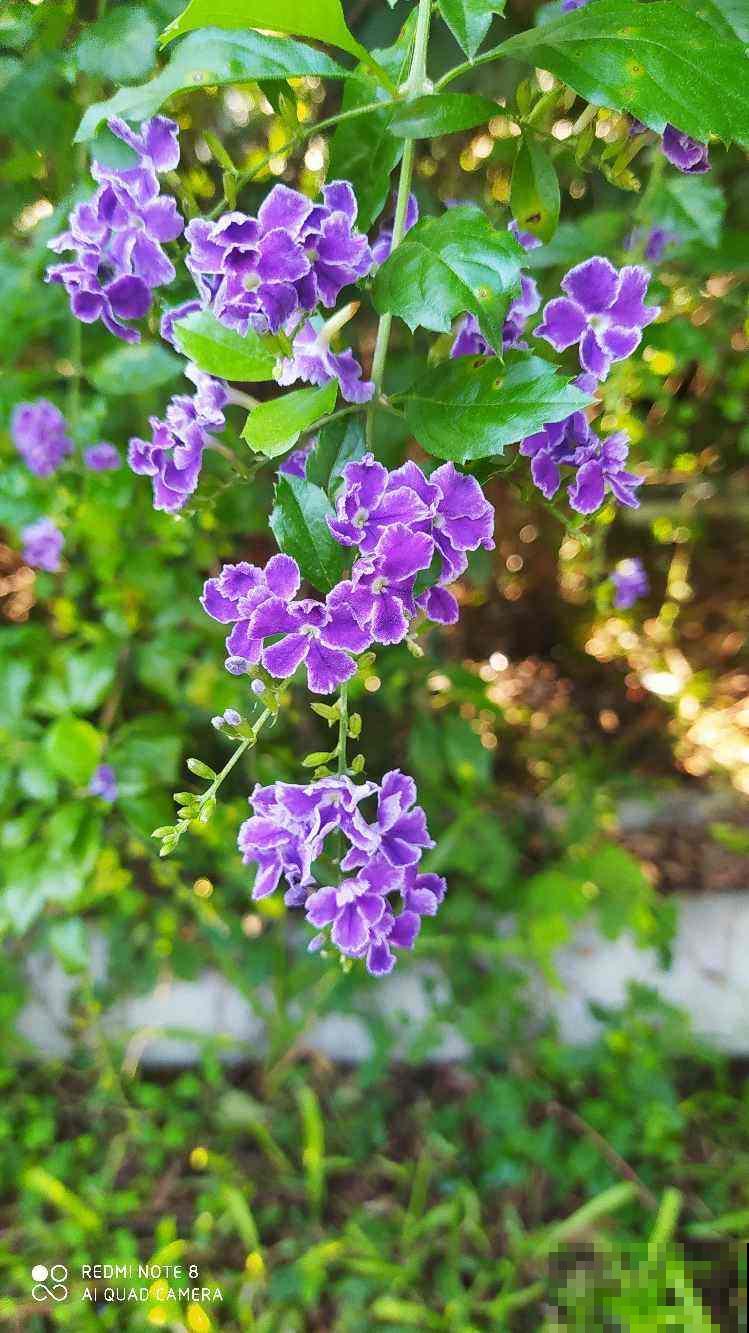 7种“命里带金”的花，在家养一盆，添福有好兆头