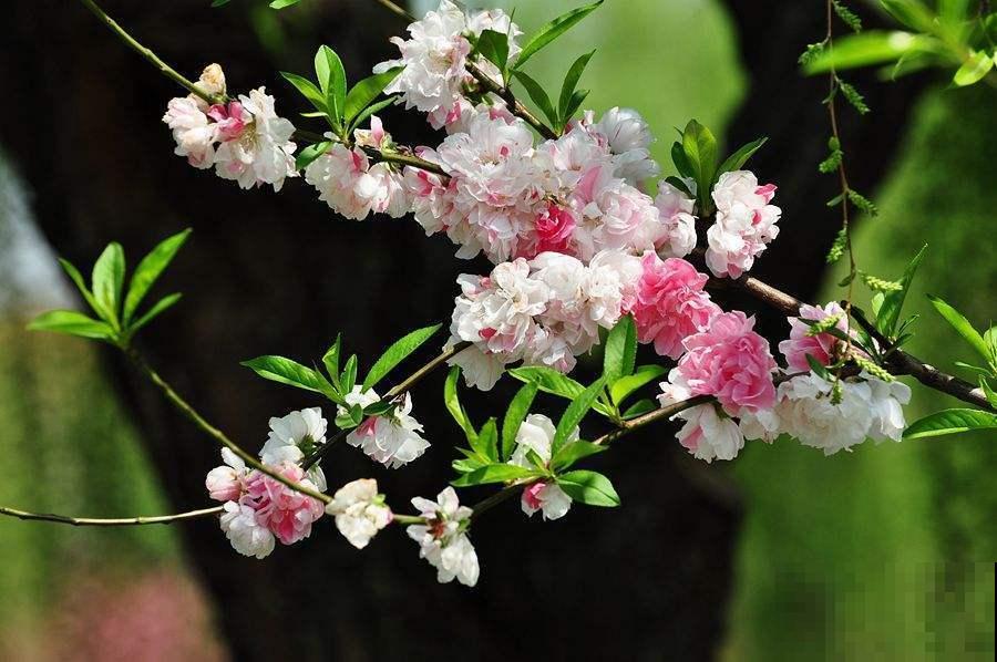 这5种花，先开花后长叶，非常奇特！