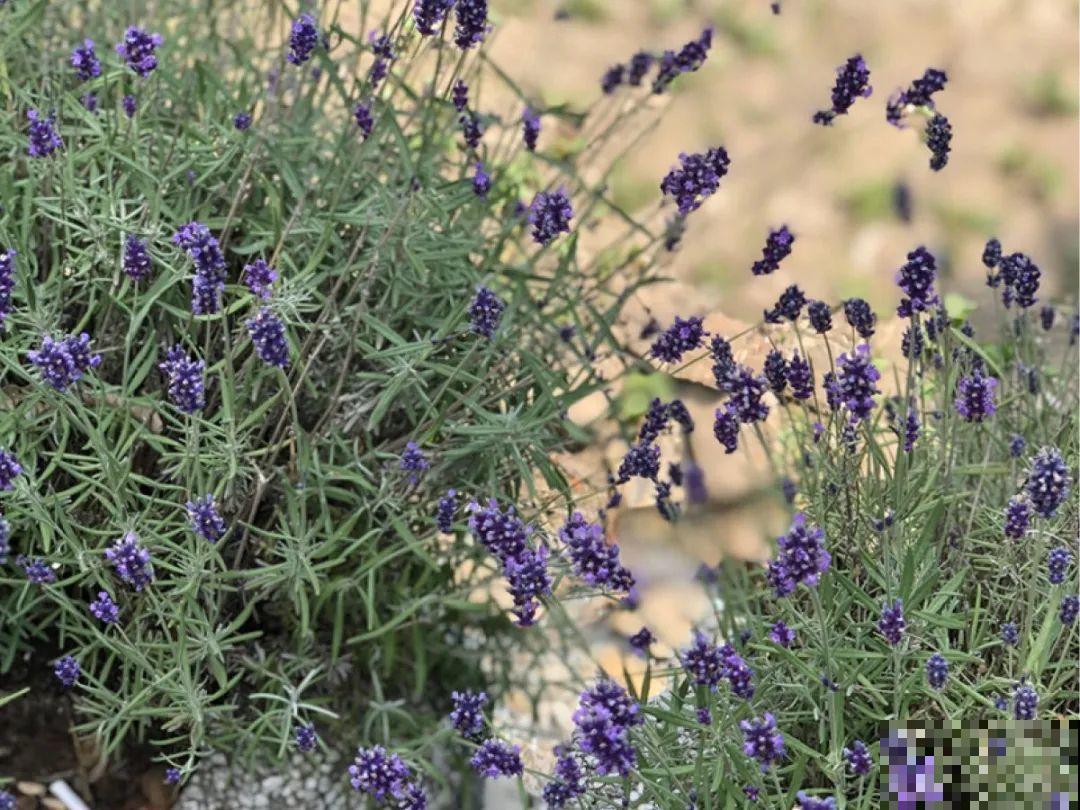 5月出门,收下这份百花图谱,啥花都能叫上名! 5月出门,收下这份百花图谱,啥花都能叫上名!