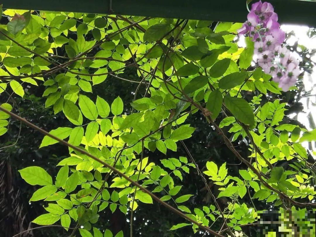 20种有毒花，看见绕道儿走，千万别乱摸