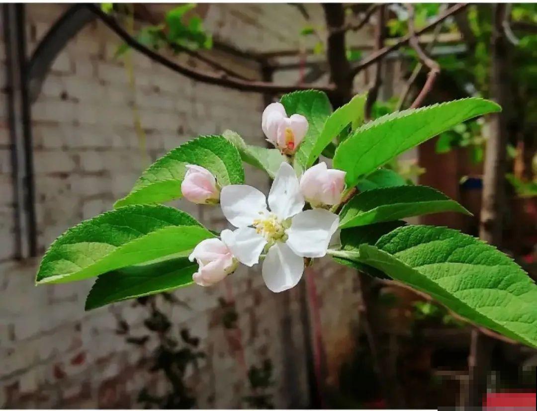 清明赏花，带上这份花卉图谱，变身行走的识花机器