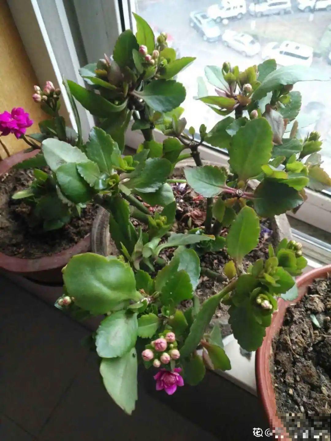 三角梅长不好?赶紧给它摘叶子,摘得越干净,长得越好 三角梅长不好?赶紧给它摘叶子,摘得越干净,长得越好