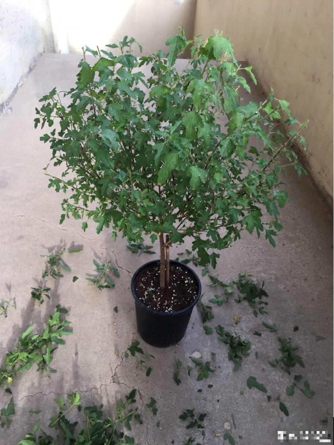 春天给花修剪,花才能呼呼开,俩月开爆盆 春天给花修剪,花才能呼呼开,俩月开爆盆