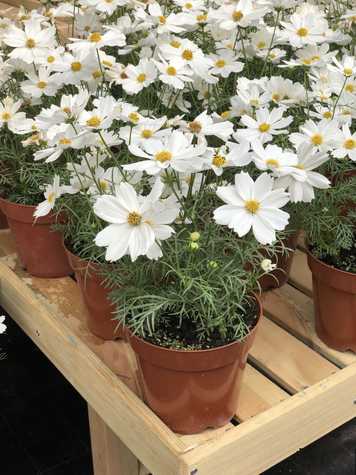 懒人养花选这5种，不用浇水，也呼呼开花！