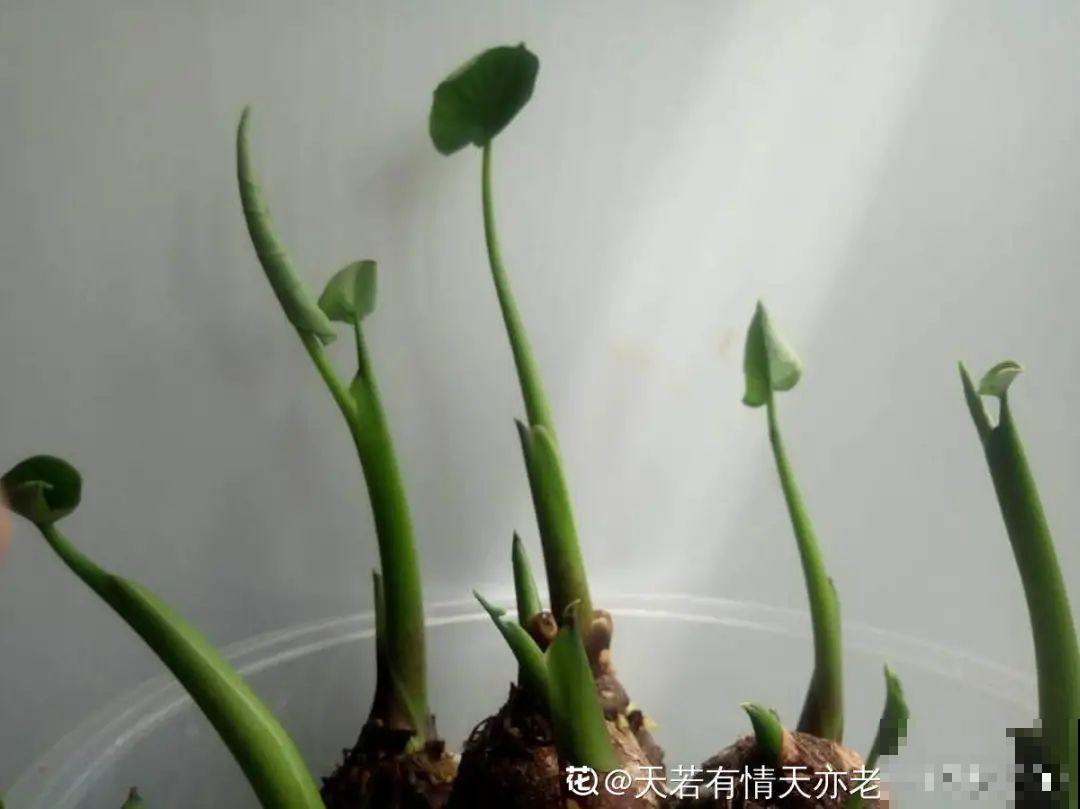 绿萝可以扔了,养盆“格调”花,颜值高还有气质 绿萝可以扔了,养盆“格调”花,颜值高还有气质