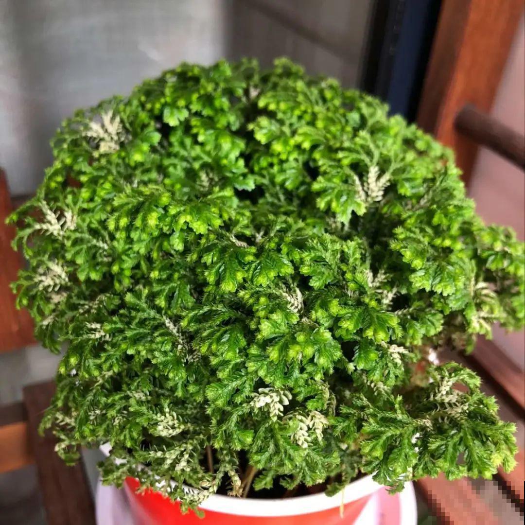 山上遇到“还魂”草,千万不要挖,养不活还破坏环境 山上遇到“还魂”草,千万不要挖,养不活还破坏环境