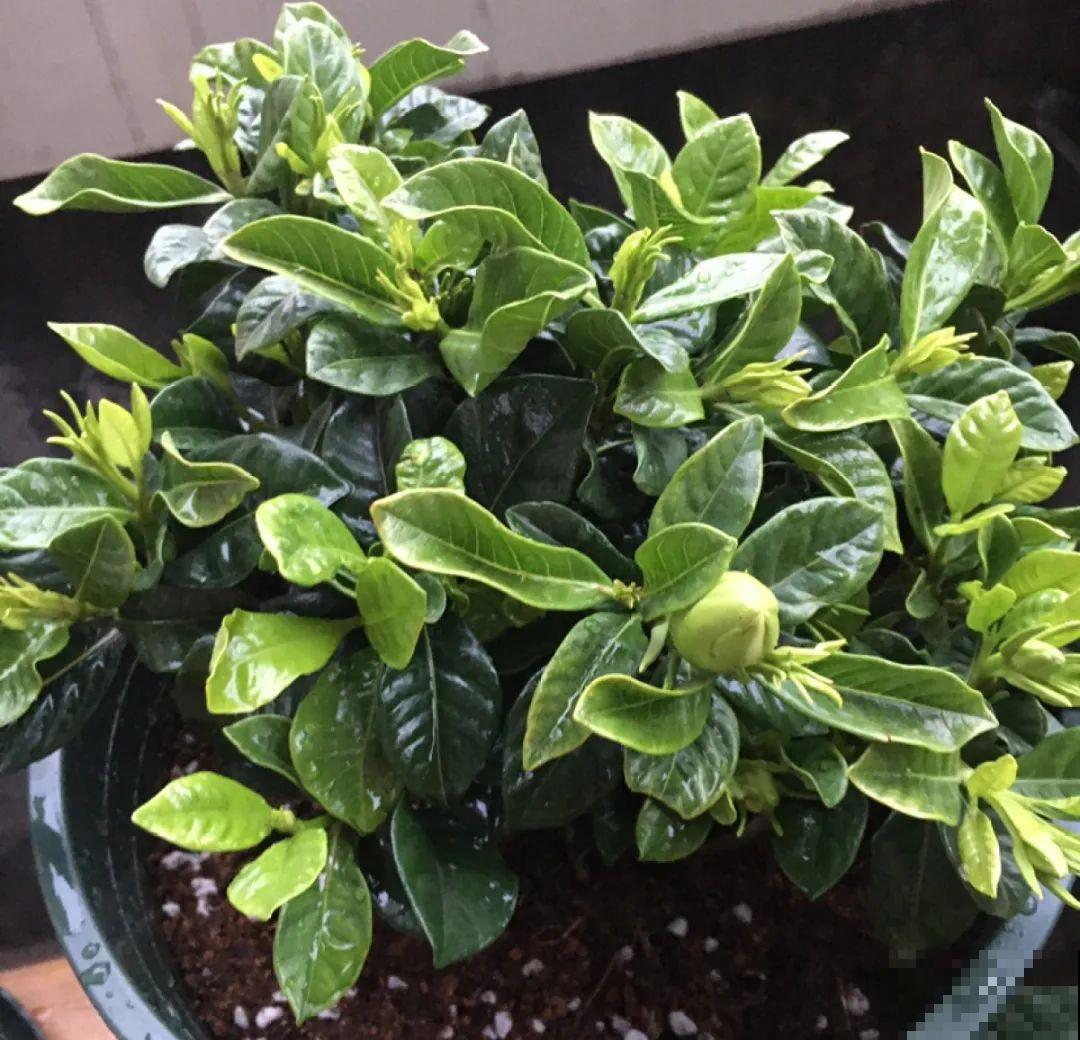 新买的绣球别猛晒，养在阴凉通风处最好，不然叶子全晒焦了