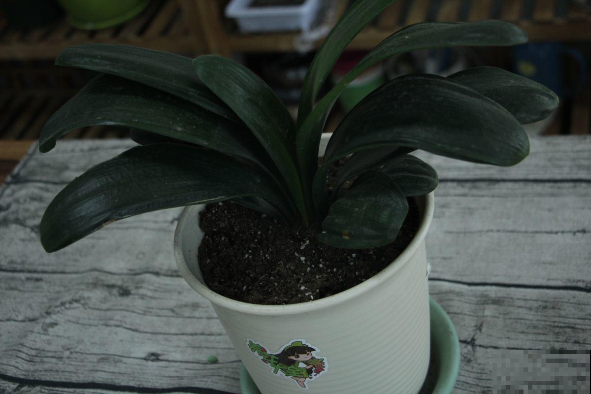 天气变热,养君子兰要注意这5件事,花儿才能安全度夏! 天气变热,养君子兰要注意这5件事,花儿才能安全度夏!