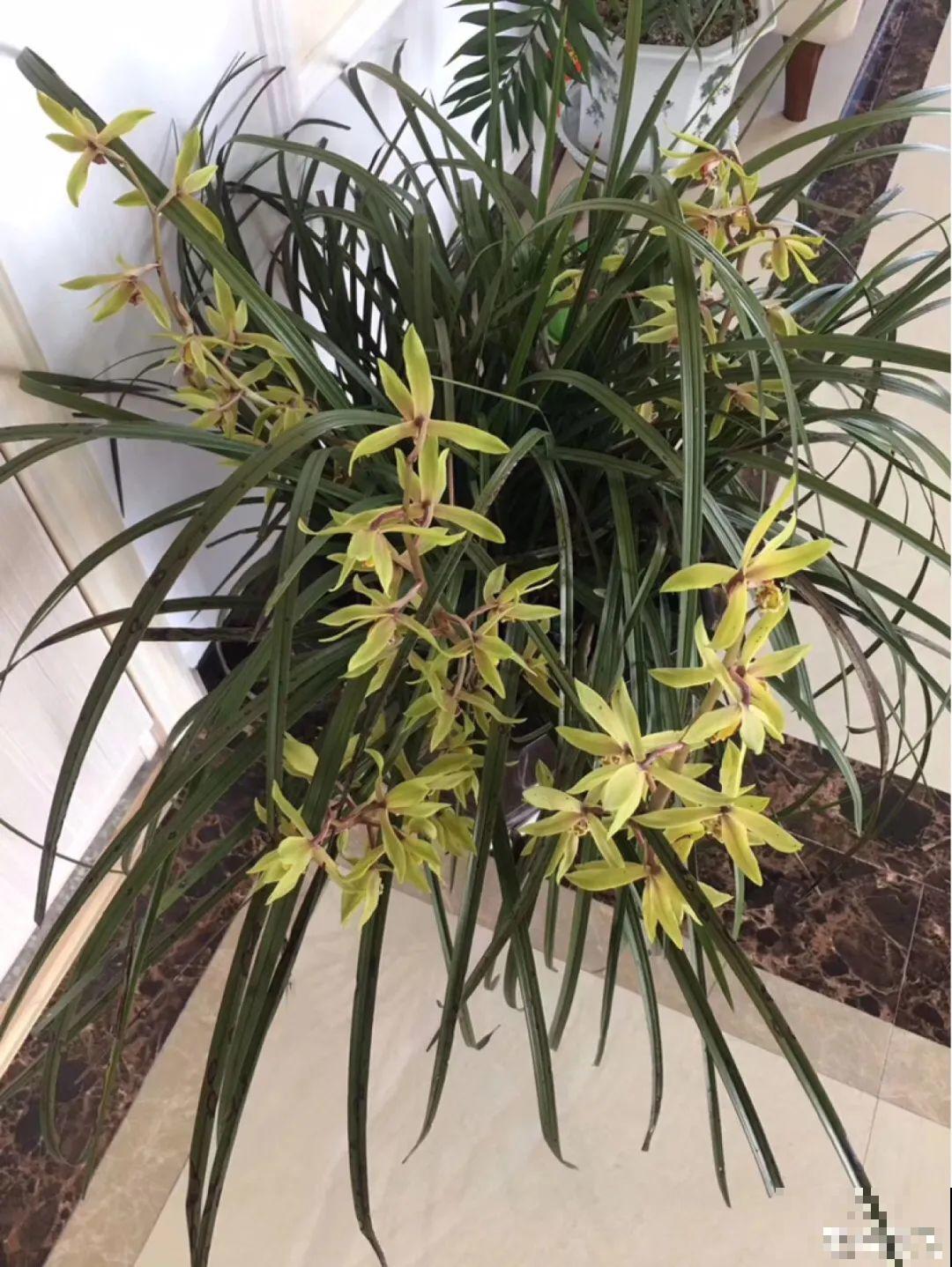 家里养盆香水花,满屋子飘香,还能净化空气 家里养盆香水花,满屋子飘香,还能净化空气