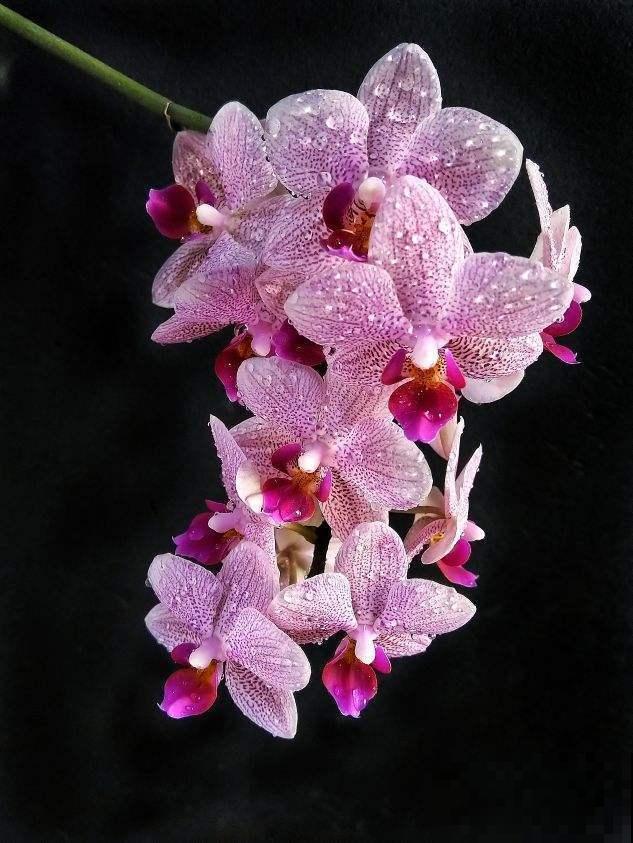 吃空气长大的植物，省事还养得旺，看完赶紧买一盆！