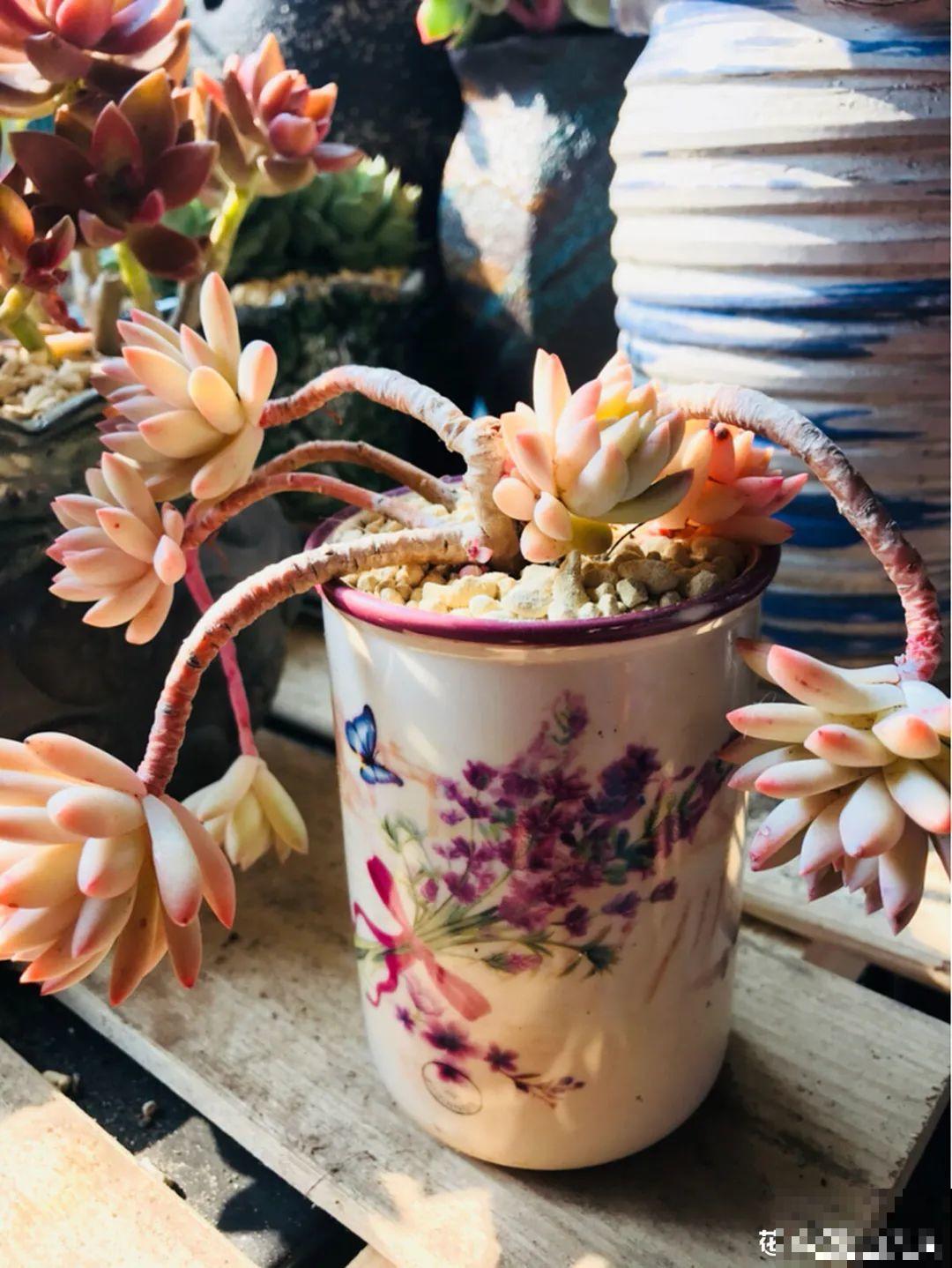 多肉老桩属实震撼，颜值都很高，越养越上瘾