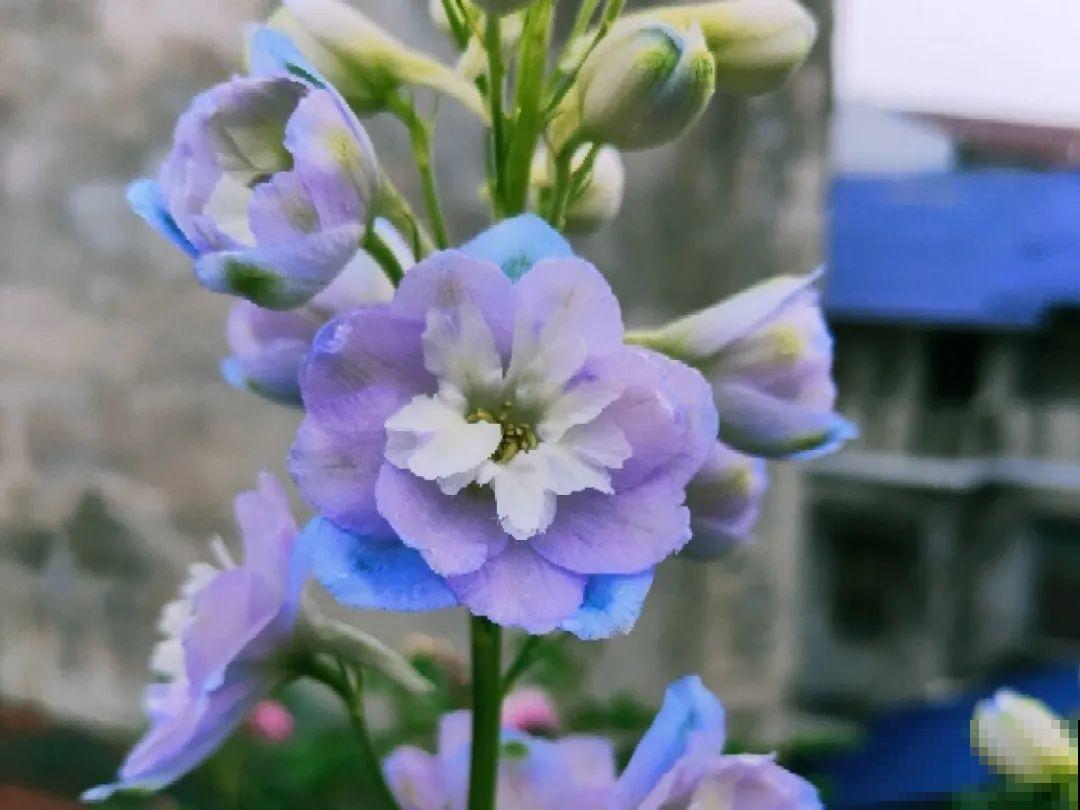 美人般的花,花开瞬间美到窒息,谁见都夸 美人般的花,花开瞬间美到窒息,谁见都夸