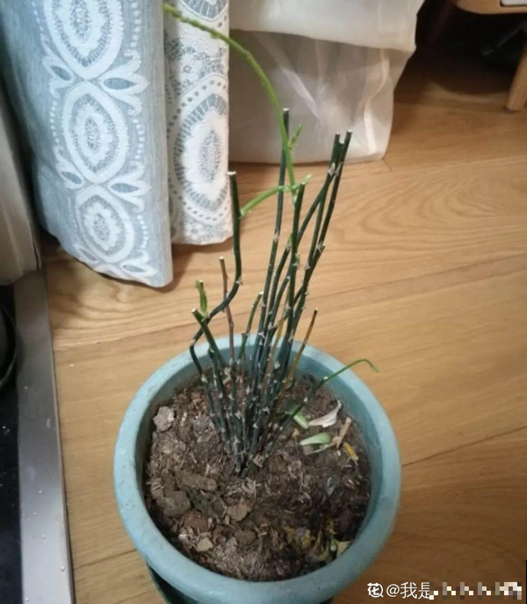 春天给花修剪,花才能呼呼开,俩月开爆盆 春天给花修剪,花才能呼呼开,俩月开爆盆