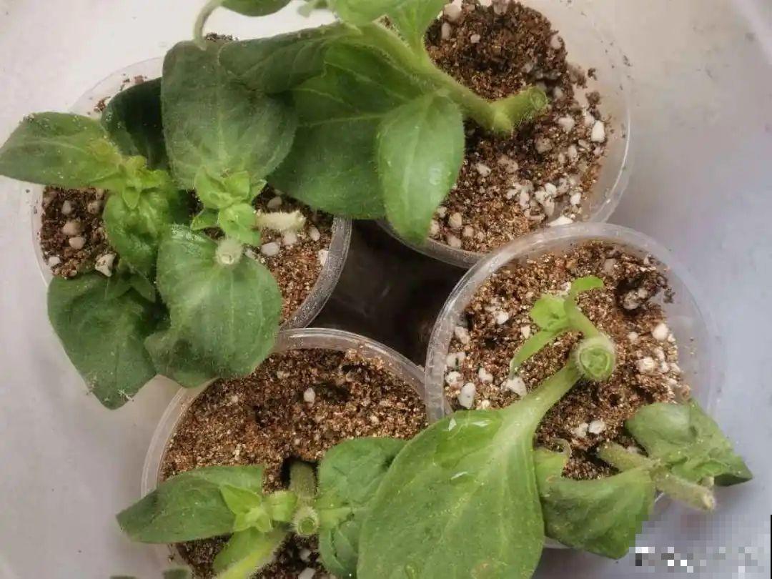 3种花打顶、扦插，可以同时进行，新手秒变大户