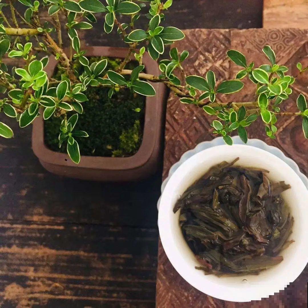 小花盆里养花,选对品种很重要,也能开花爆盆 小花盆里养花,选对品种很重要,也能开花爆盆