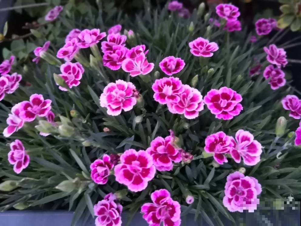 耐热耐旱的石竹花，春天开得正旺盛，现在养很合适