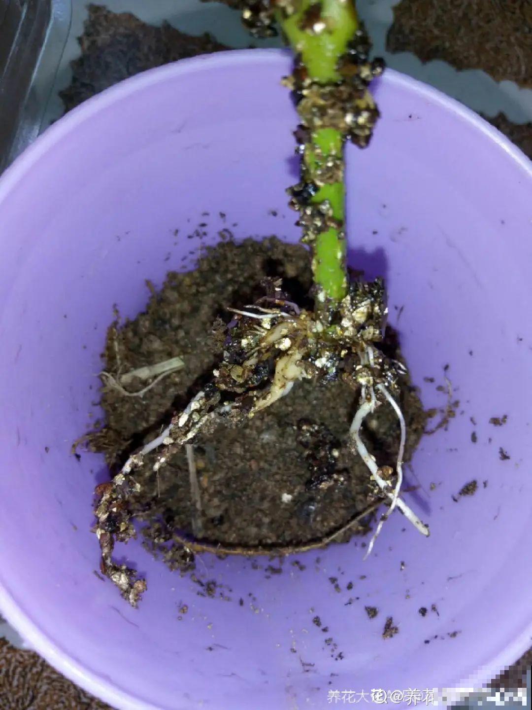 11种常见花，现在扦插，成活率特高