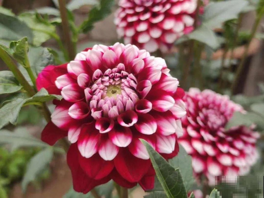 美人般的花,花开瞬间美到窒息,谁见都夸 美人般的花,花开瞬间美到窒息,谁见都夸