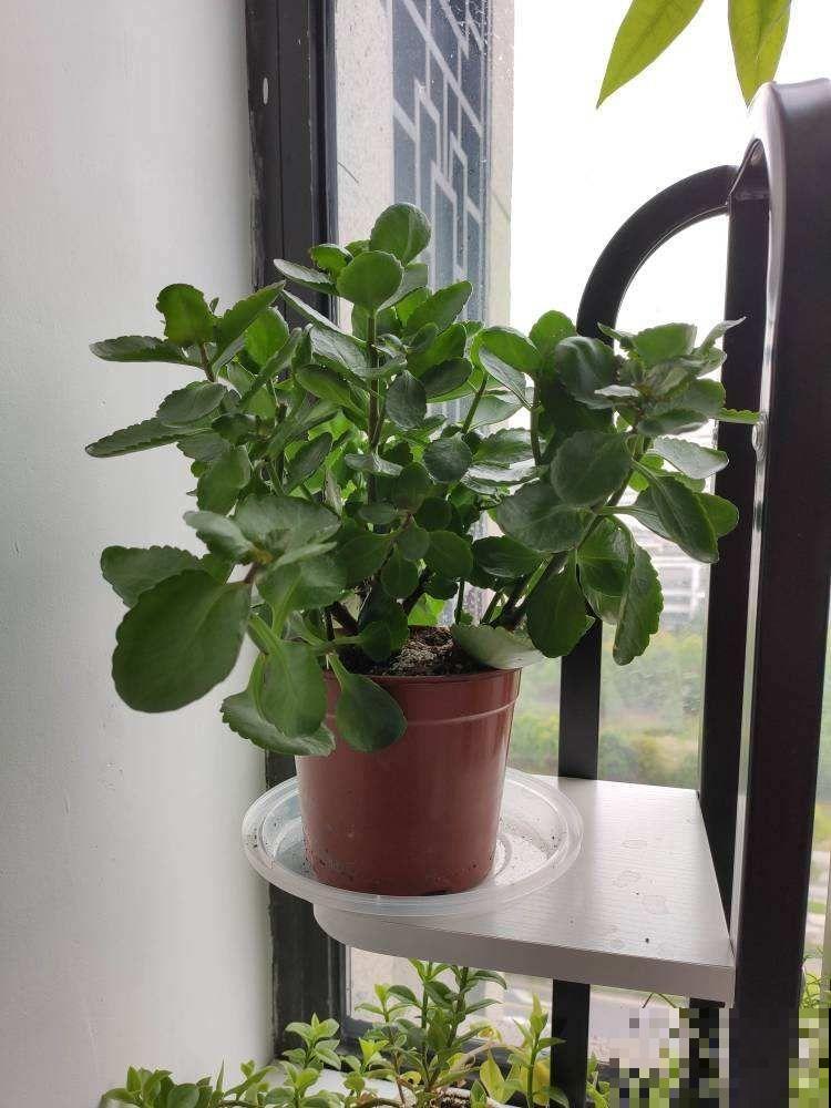 家里多肉徒长?教你几招来整治,多肉重新“萌萌哒”! 家里多肉徒长?教你几招来整治,多肉重新“萌萌哒”!