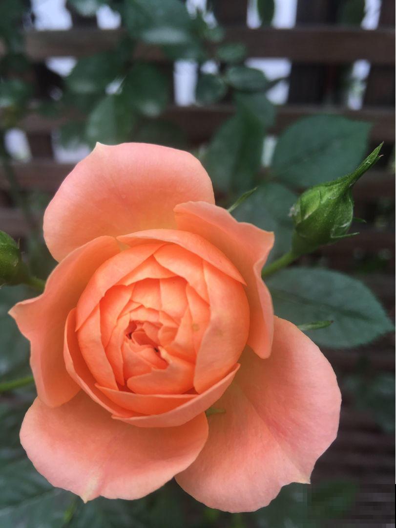 养月季的一些常见问题，现在教你怎么治，让花重新长旺！