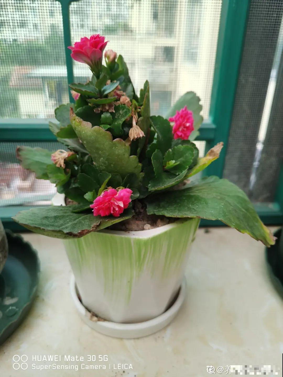 三角梅长不好?赶紧给它摘叶子,摘得越干净,长得越好 三角梅长不好?赶紧给它摘叶子,摘得越干净,长得越好