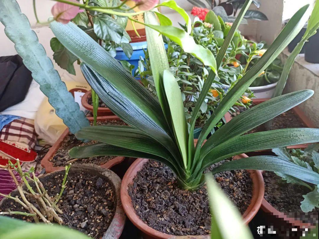 春天养花，就怕乱浇水，浇错水植物死的越快