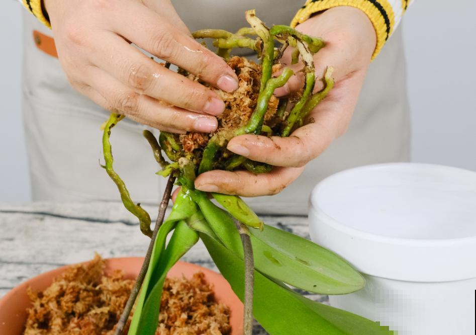 蝴蝶兰现在还不换盆，水苔容易发霉 ，越长越差劲
