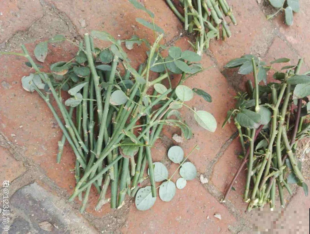 11种常见花，现在扦插，成活率特高