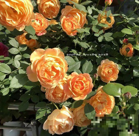 阳台虽小，种点花草，也能变成小花园